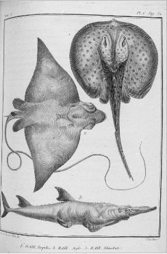 poisson_02.jpg